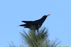 Alpkråka, Pyrrhocorax pyrrhocorax